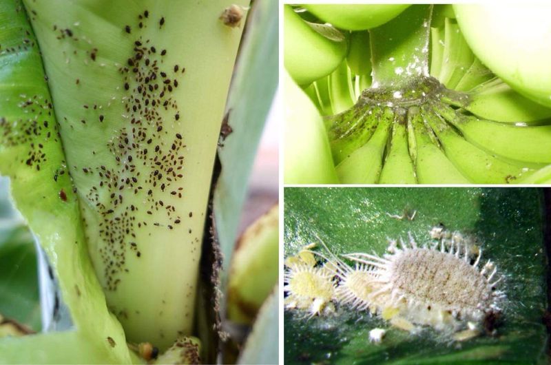 Pest and Disease Management