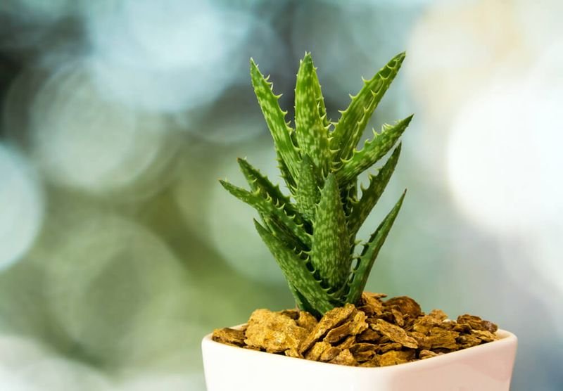 Choosing the Right Soil