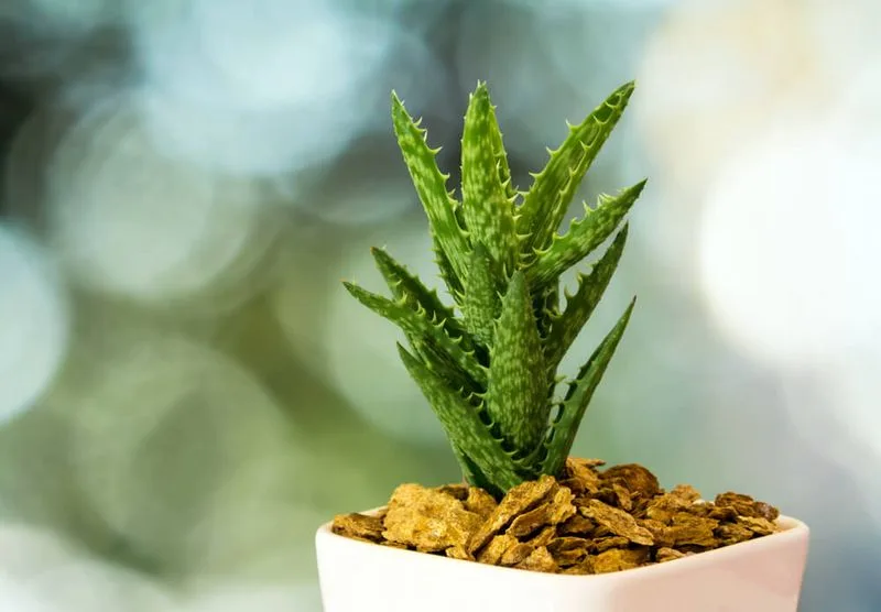 Choosing the Right Soil