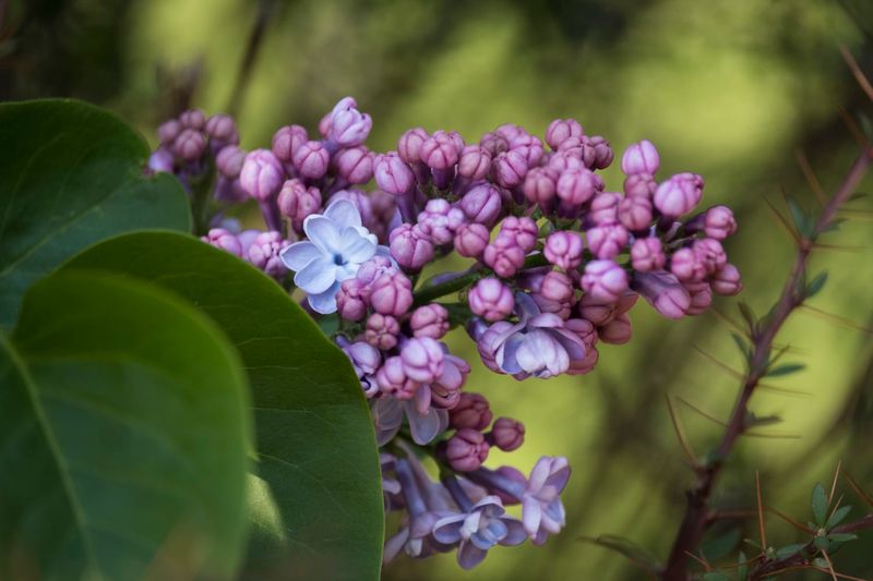 April: Lilac