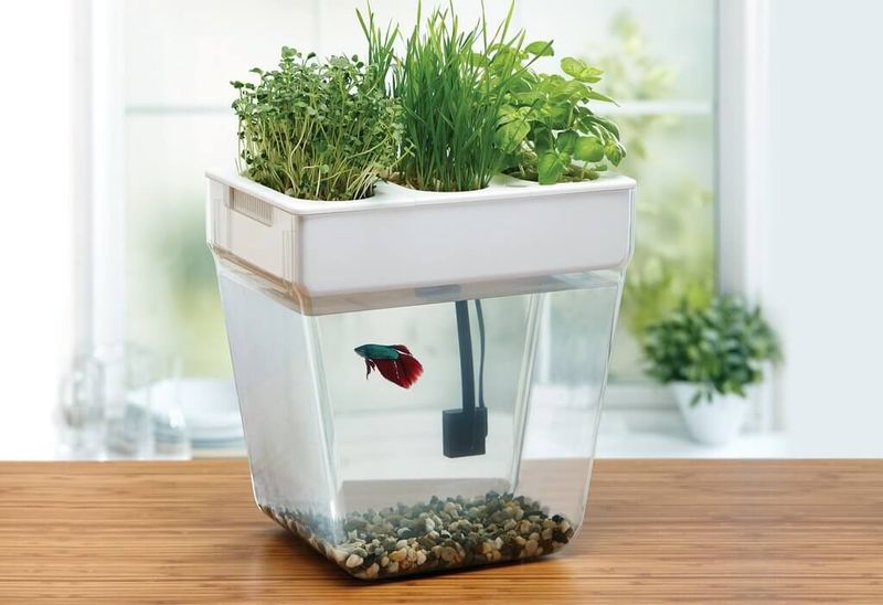 Aquaponic Fish Tank Garden