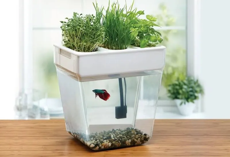 Aquaponic Fish Tank Garden