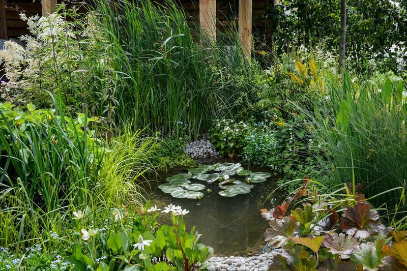 Aquatic Oasis