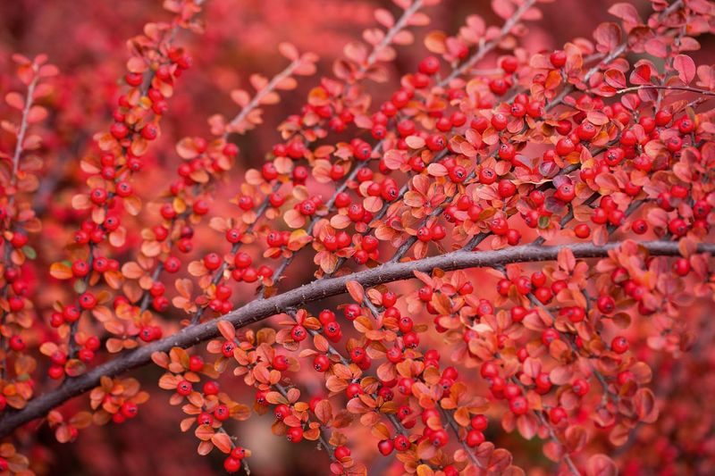 Rock Cotoneaster