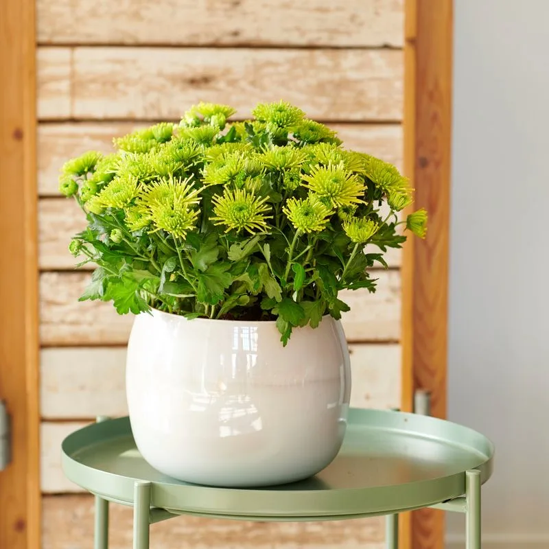 Chrysanthemum
