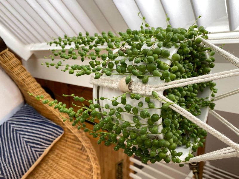String of Pearls (Senecio rowleyanus)