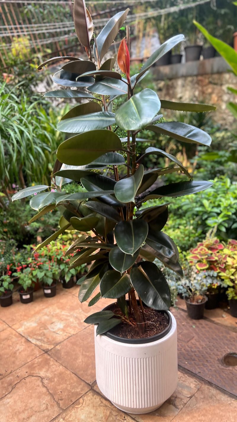 Rubber Plant