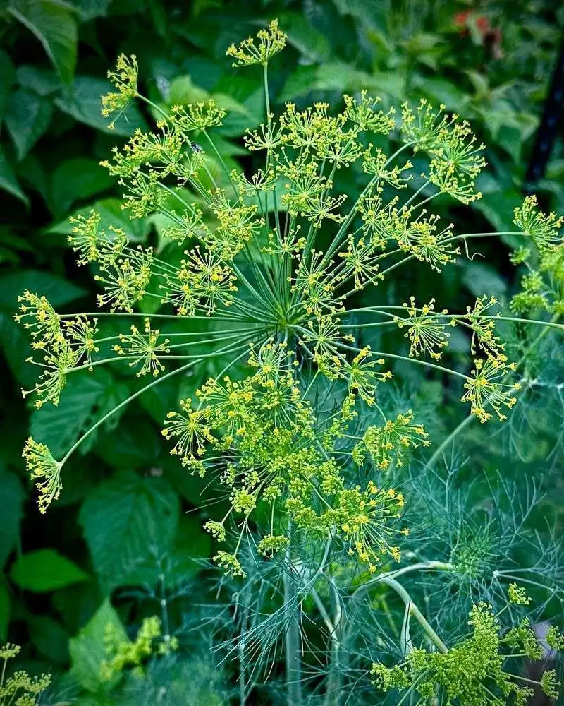 Aromatic Appeal