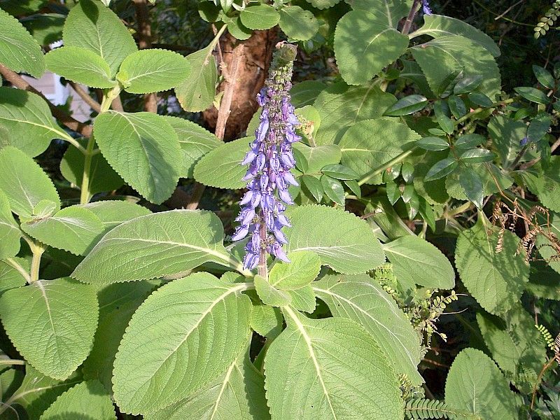 Aromatic Foliage