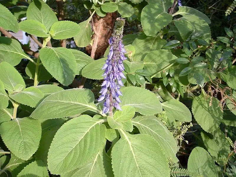 Aromatic Foliage