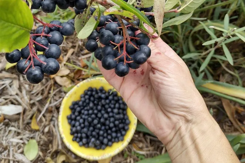 Aronia Berry