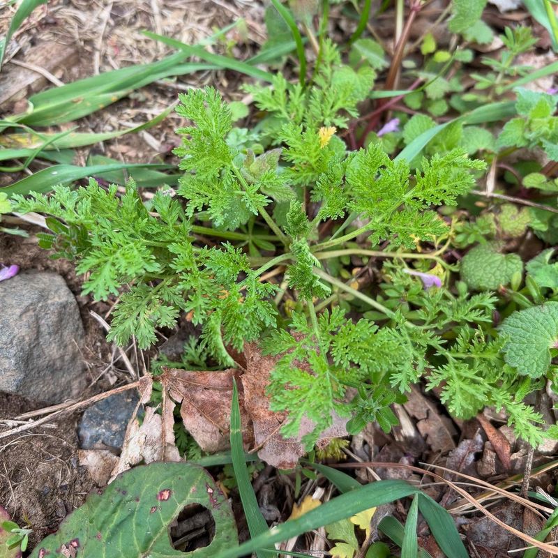 Artemisia (Wormwood)