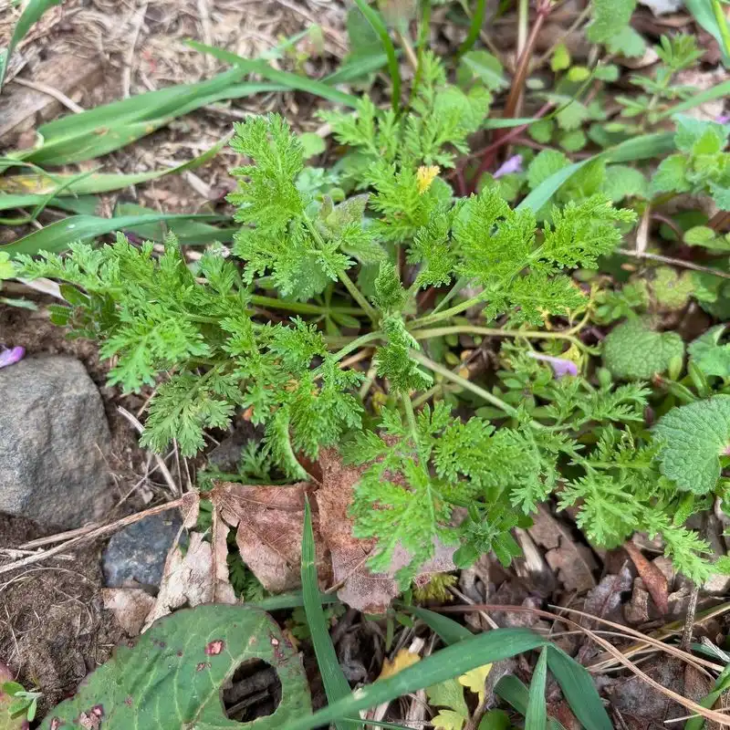 Artemisia (Wormwood)