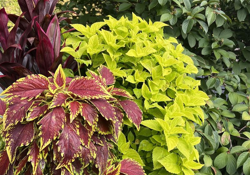 Artful Foliage