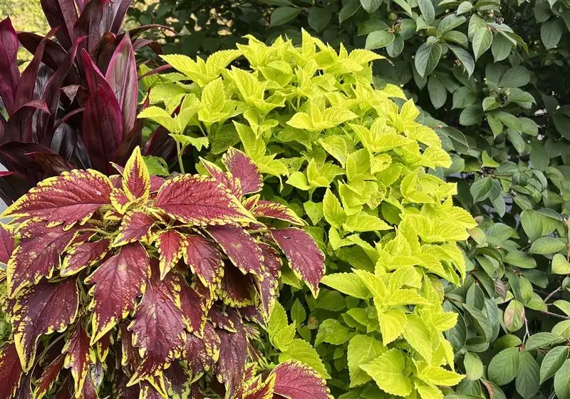 Artful Foliage