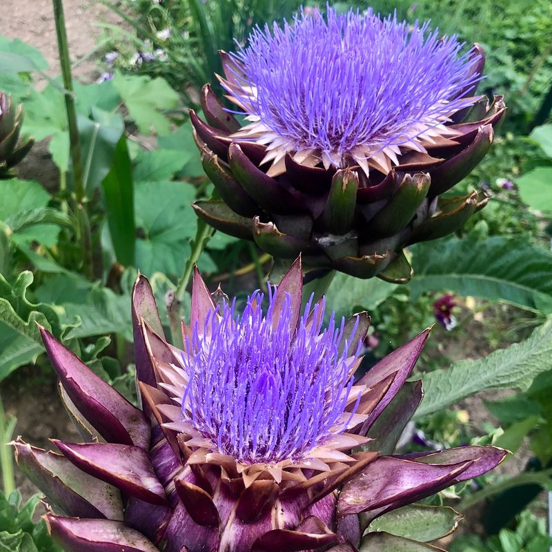 Artichoke
