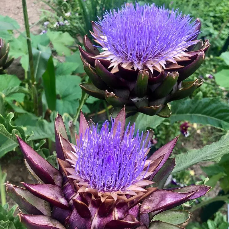 Artichoke