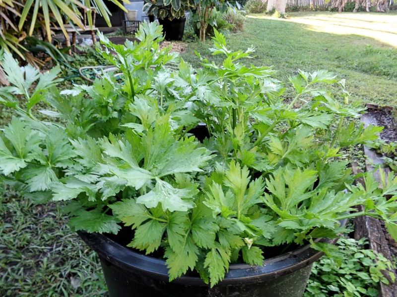 Celery