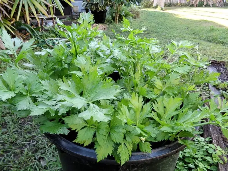 Celery