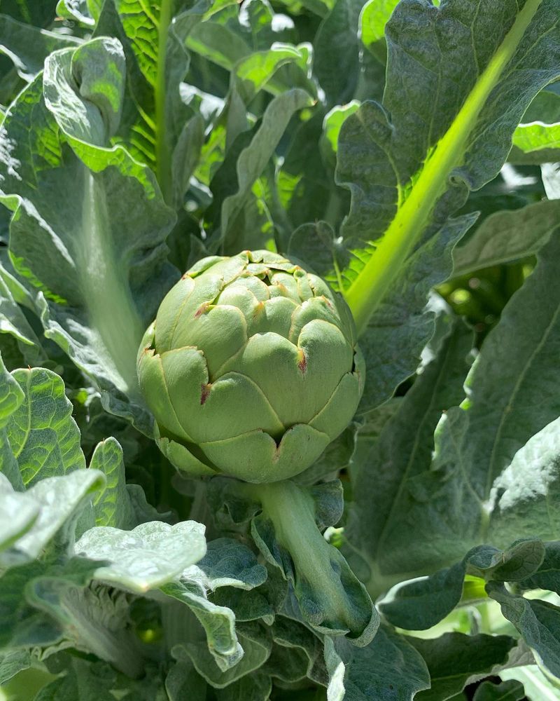 Artichokes