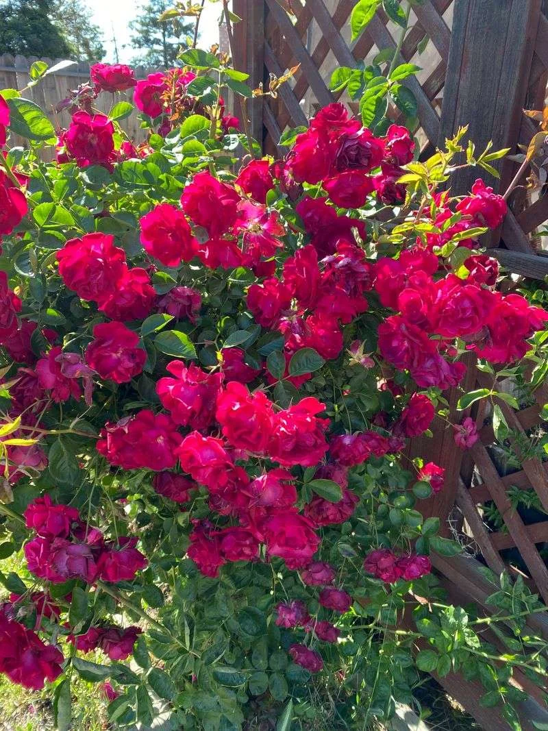 Monoculture Rose Gardens
