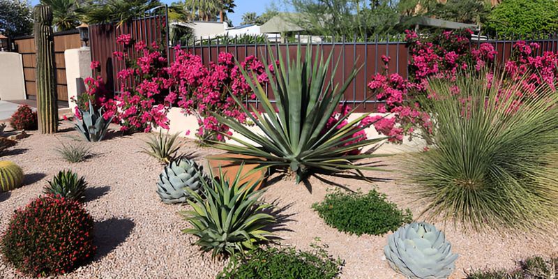 Desert Xeriscape Garden