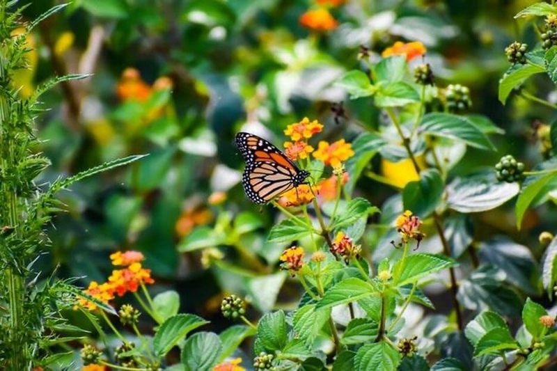 Colorful Butterfly Garden