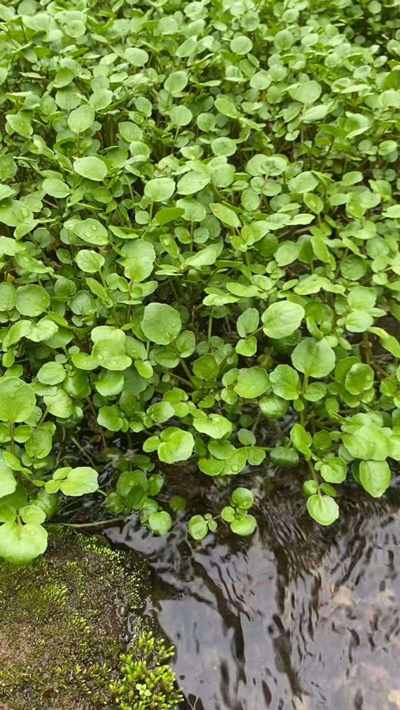 Watercress