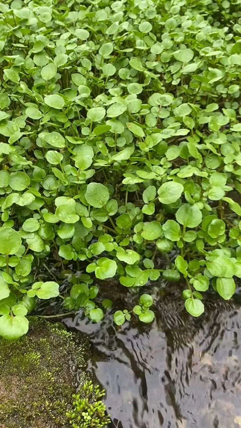 Watercress