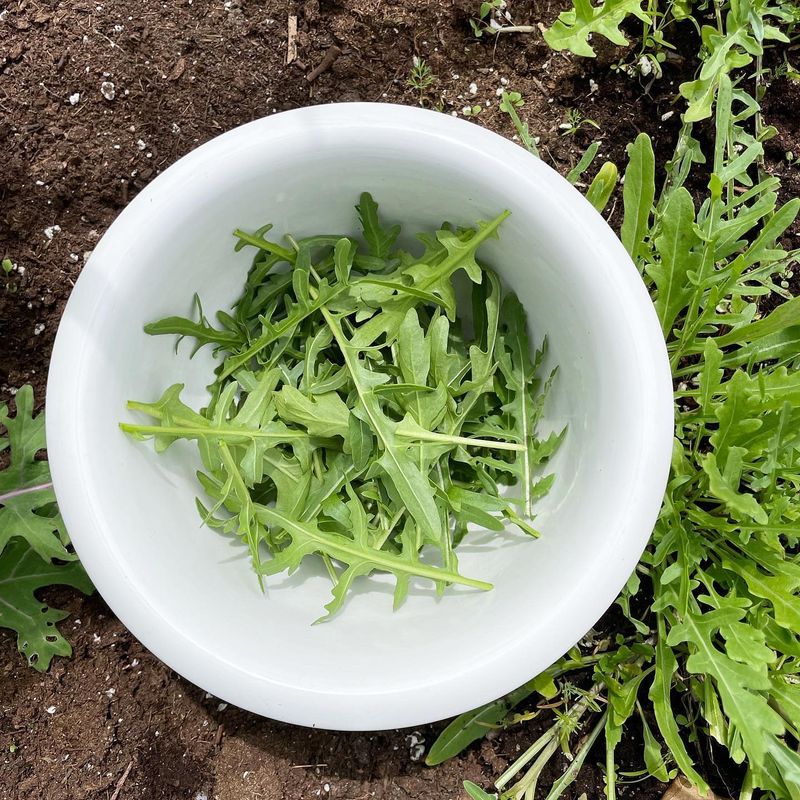 Arugula
