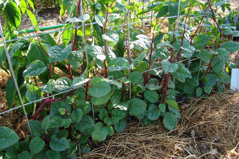 Malabar Spinach