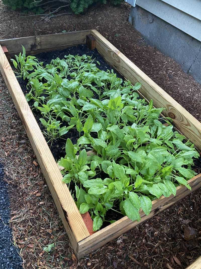 Spinach