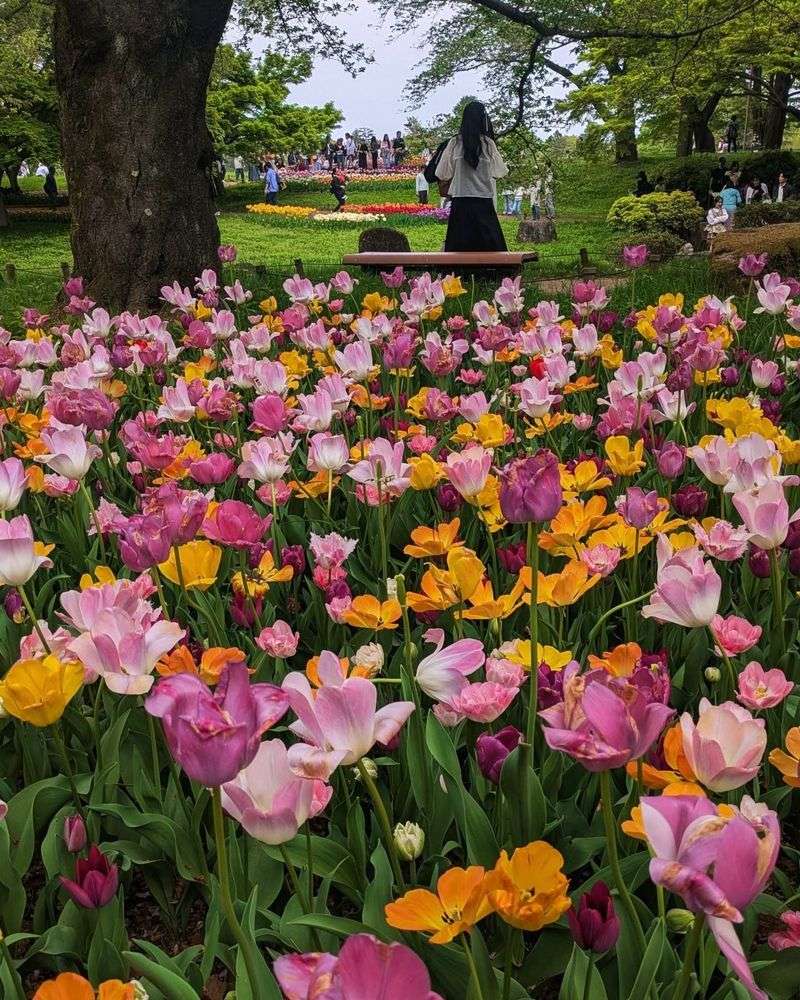 Asian Tulip Wonders, Japan