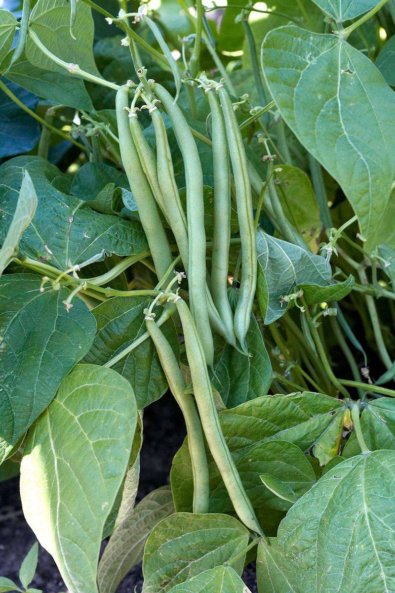 Green Beans