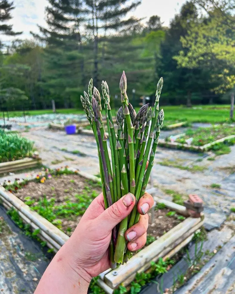 Asparagus