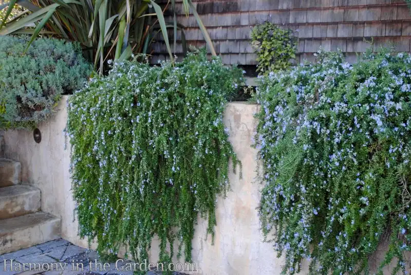 Trailing Rosemary
