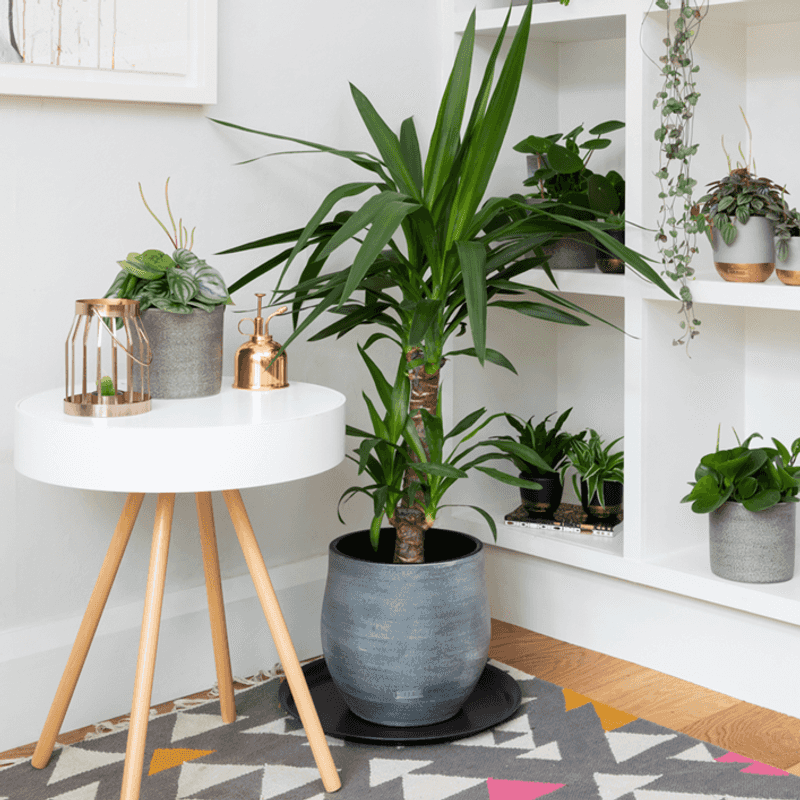 Yucca Plant