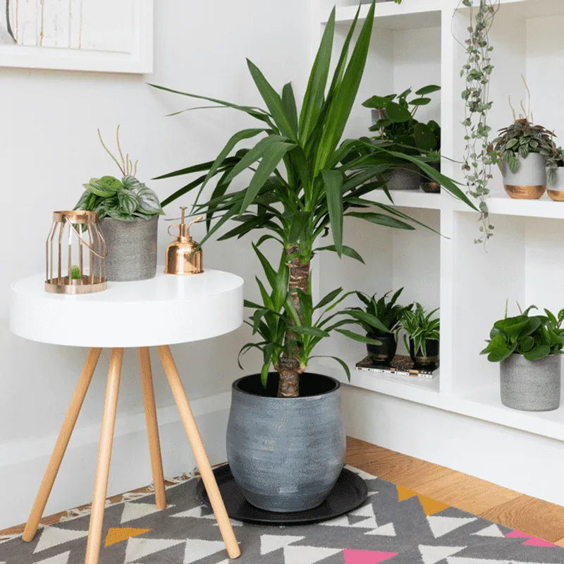 Yucca Plant