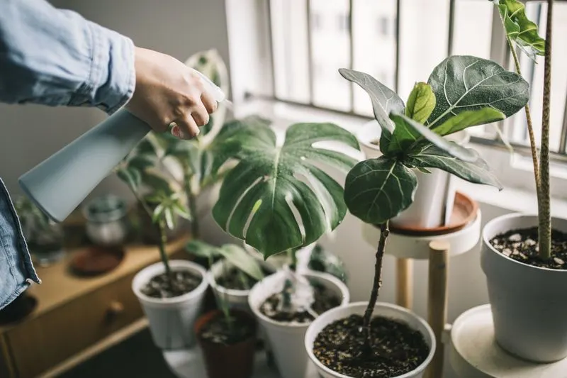 Misting Instead of Deep Watering