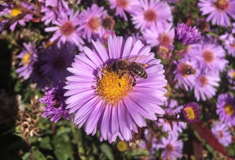 Aster