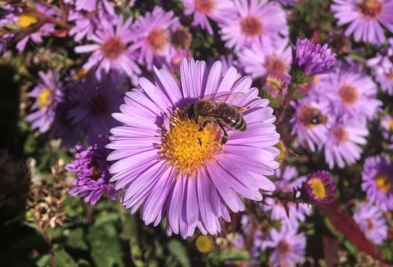 Aster