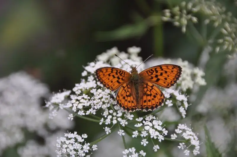 Yarrow