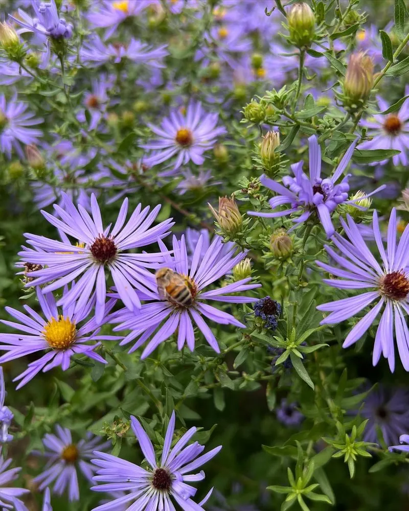 Aster