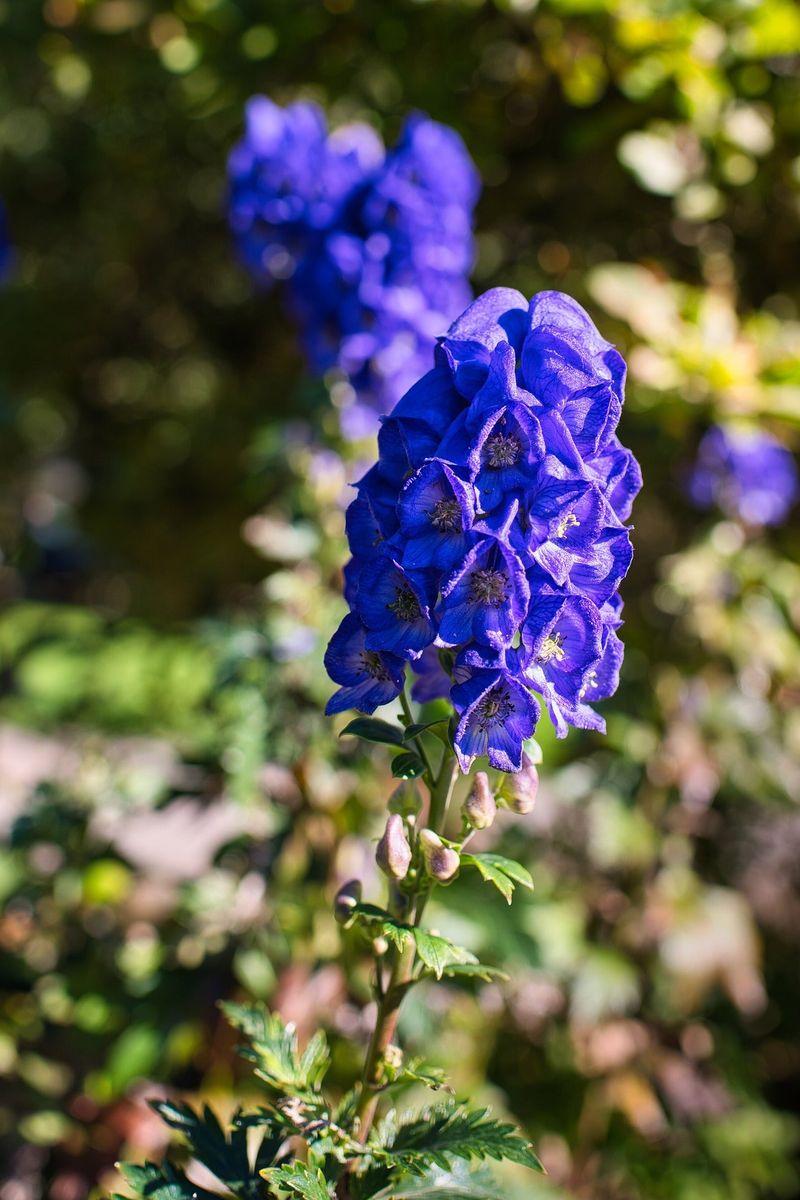 Monkshood