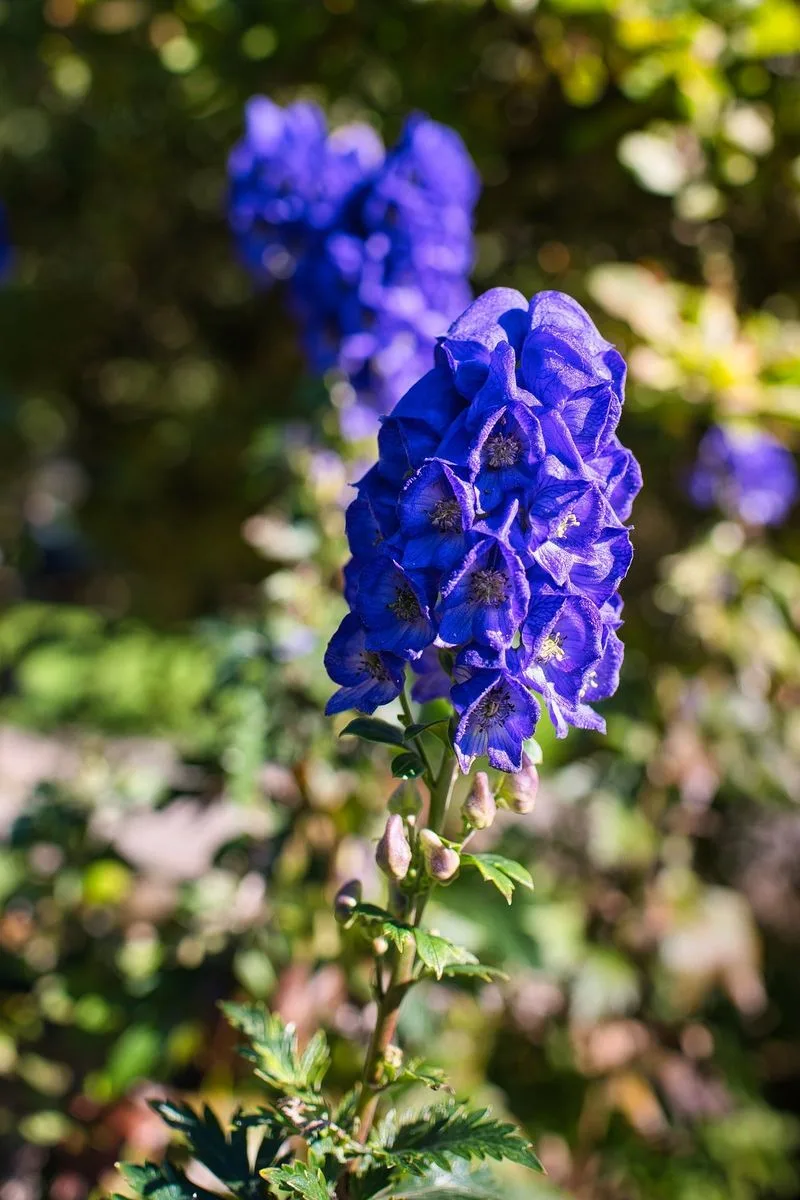 Monkshood