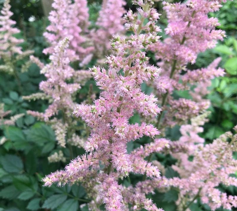 Astilbe