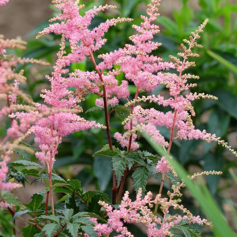Astilbe