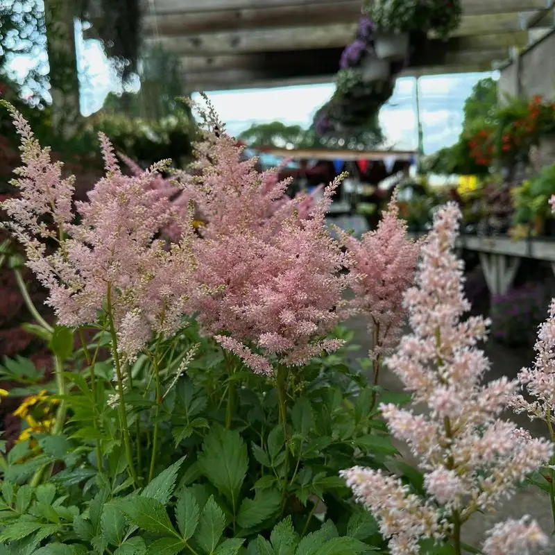 Astilbe