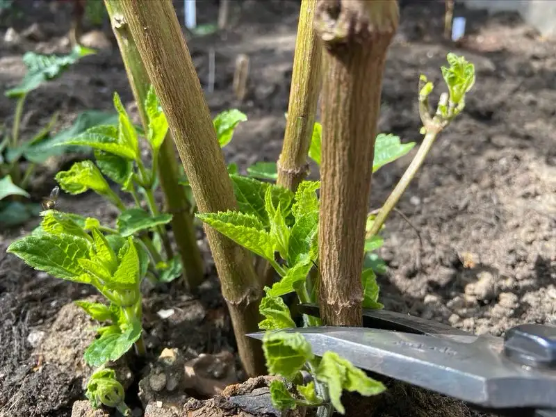 Salvia