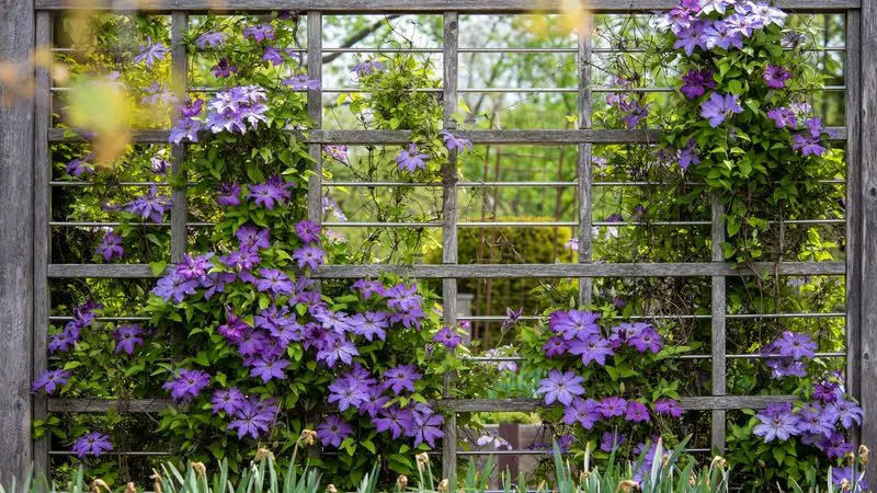Clematis (Alternative to Wisteria)